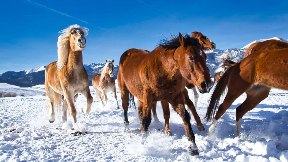 A group of horses running in a snowy field with mountains in the background.
