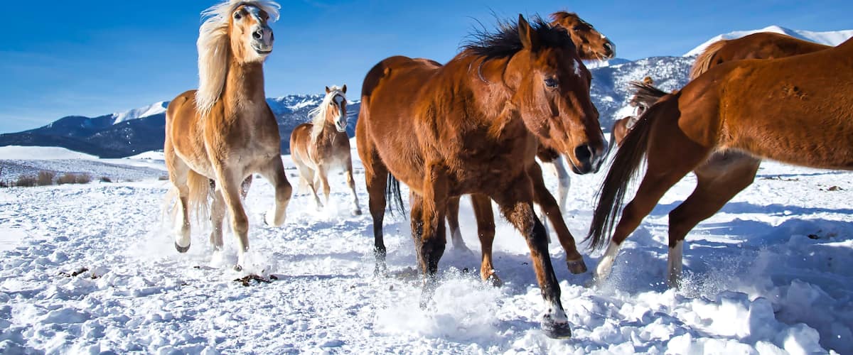 A group of horses running in a snowy field with mountains in the background.