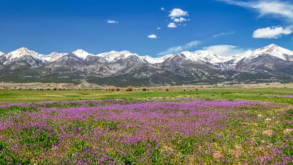 A field of purple flowers with snow-capped mountains in the background.