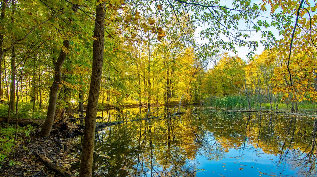 Potawatomi Woods and Lake view in Wheeling Township of Illinois