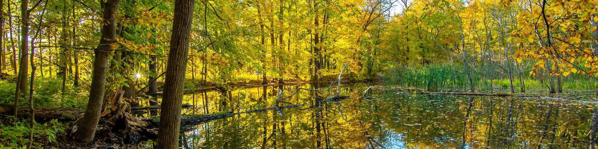 Uma floresta tranquila com um lago calmo refletindo árvores e um tronco caído.