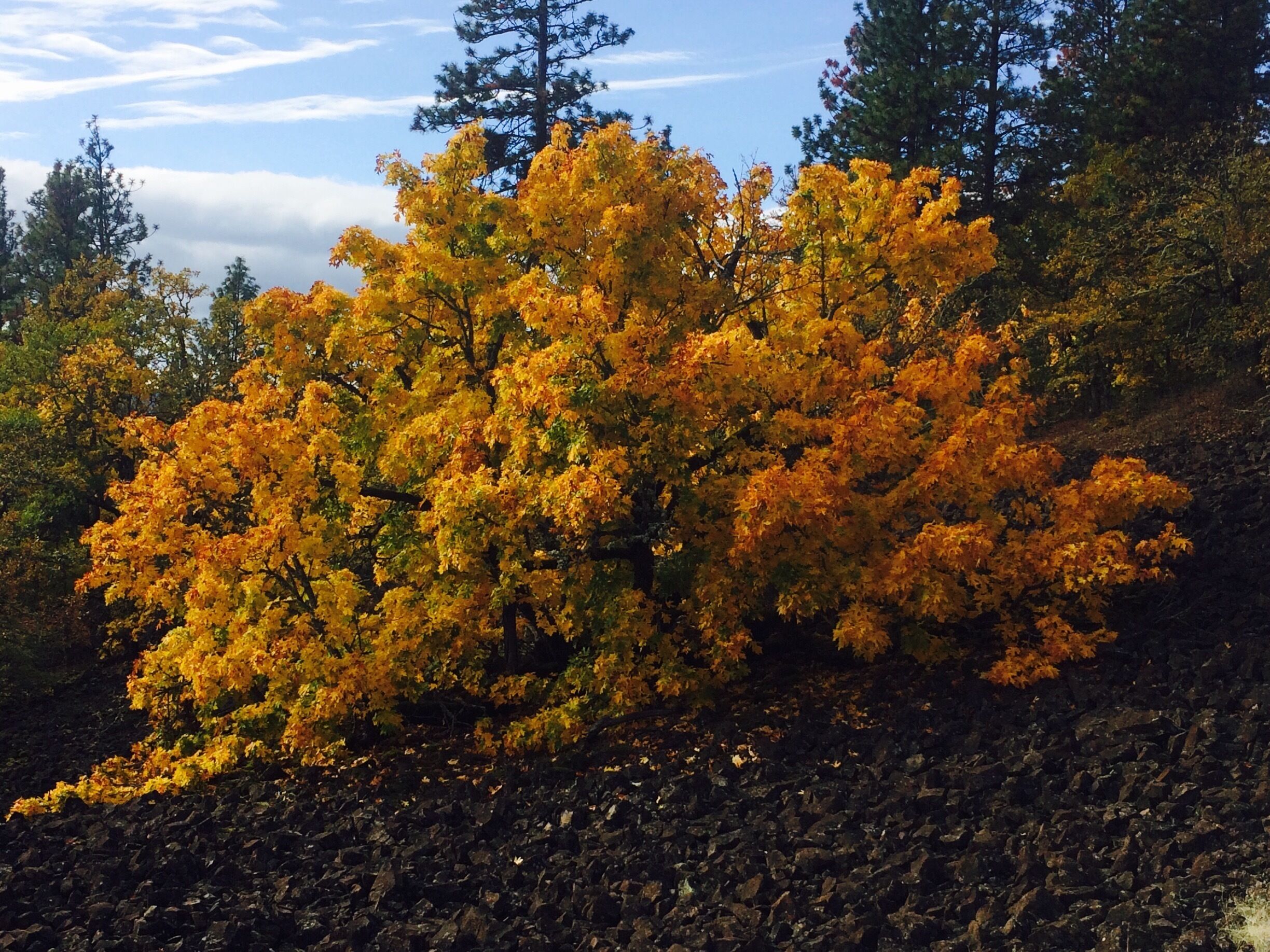 A spot along the Labyrinth Trail, believed to be a fortification dug out of the talus by Native Americans thousands of years ago.  Obviously, nature has managed to reclaim some of it wherever it suits its needs.
