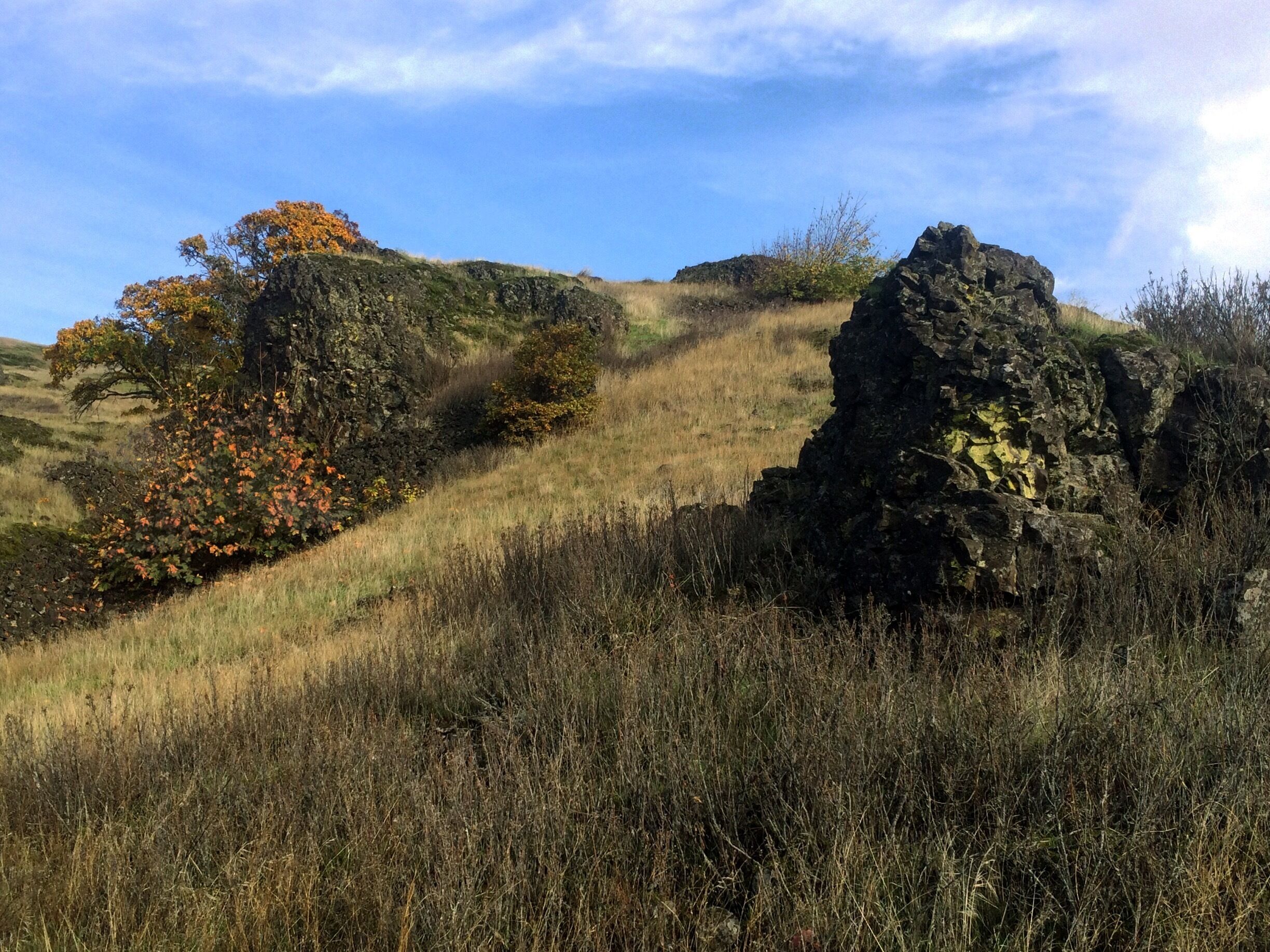 The first quarter-mile of the Trail is dotted with these picturesque boulders, the north side of which remain unexposed and collect moisture all year long.  That's where you'll find the vine maple, lichen and any other flora that manages to grow here. The area sits in the margin between the Cascades rain forest  and the eastern Washington desert. From higher up on the trail you can gaze out at Oregon side of the Columbia River and see the landscape change from a deep, rich green to charcoal grey, yellow and brown.