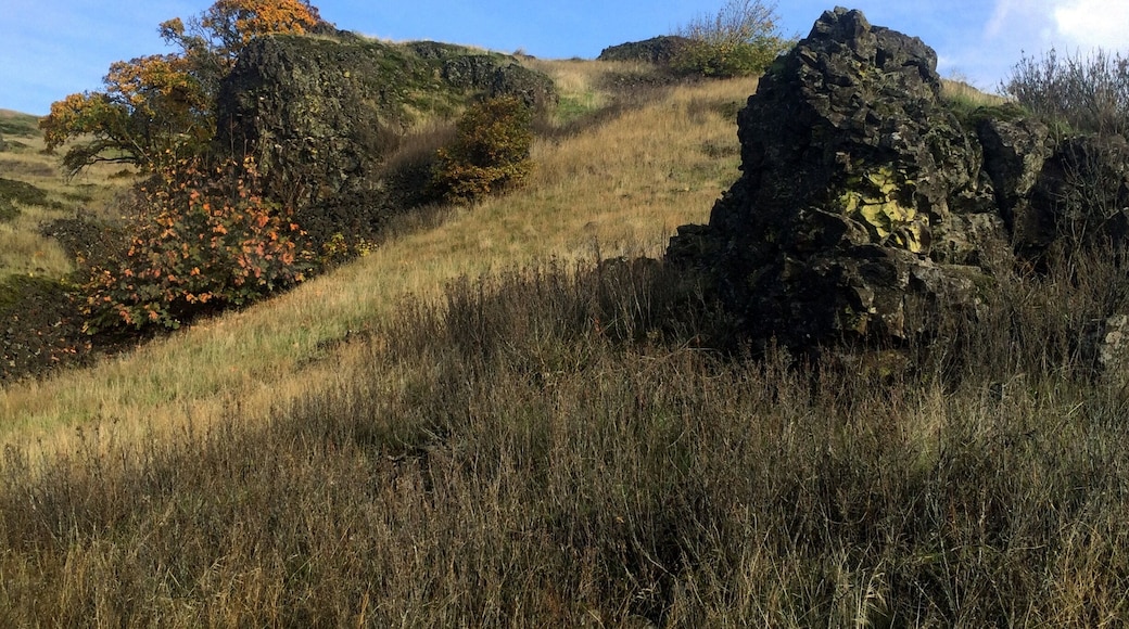 The first quarter-mile of the Trail is dotted with these picturesque boulders, the north side of which remain unexposed and collect moisture all year long. That's where you'll find the vine maple, lichen and any other flora that manages to grow here. The area sits in the margin between the Cascades rain forest and the eastern Washington desert. From higher up on the trail you can gaze out at Oregon side of the Columbia River and see the landscape change from a deep, rich green to charcoal grey, yellow and brown.