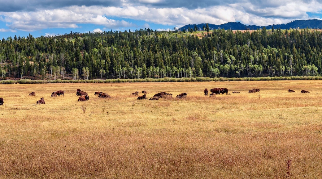 White Sulphur Springs