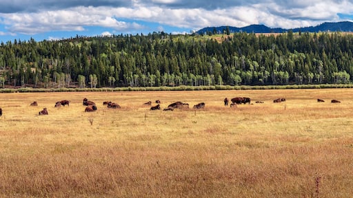 وايت سلافور سبرينجس