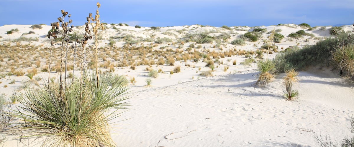 A desert landscape with sand dunes, sparse vegetation, and a clear sky.