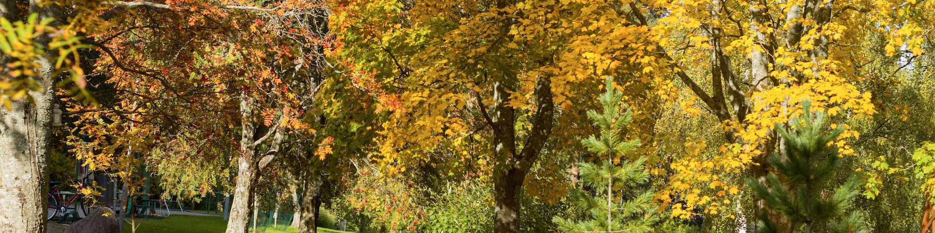 Park with Orange, yellow autumn leaves trees - Jyväskylä, Finland