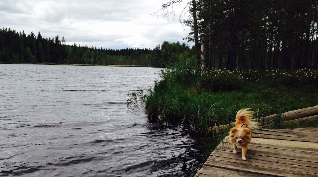 Nice little trek near Jyväskylä