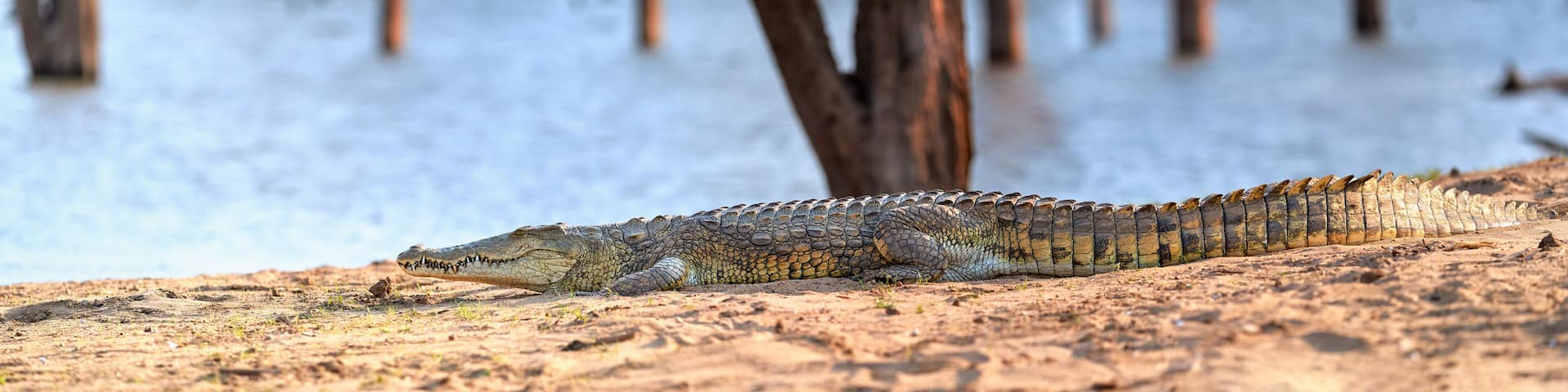 Huge Nile crocodile, Crocodylus niloticus, panoramic view on reptile from beach over Kariba Lake, Zimbabwe.