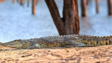 Huge Nile crocodile, Crocodylus niloticus, panoramic view on reptile from beach over Kariba Lake, Zimbabwe.