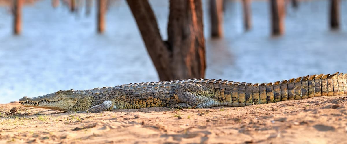 A crocodile resting on a sandy shore near a body of water with trees in the background.