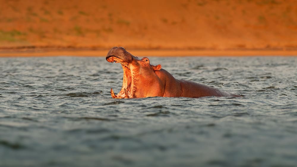 Hippopotamus - Hippopotamus amphibius or hippo is large, mostly herbivorous, semiaquatic mammal native to sub-Saharan Africa. Head looking from the water with widely opened mouth