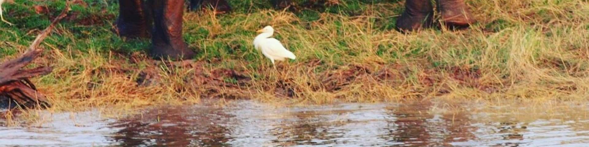 Everyone needs to go to Southern Africa at least once in their lives to experience the majestic elephant while still in existence. If anyone needs assistance and advise on where or when to go please don't hesitate to contact me. These are one of my favorite animals and to see them up close and personal is honestly an experience of a life time.