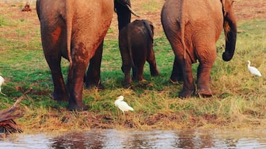 Everyone needs to go to Southern Africa at least once in their lives to experience the majestic elephant while still in existence. If anyone needs assistance and advise on where or when to go please don't hesitate to contact me. These are one of my favorite animals and to see them up close and personal is honestly an experience of a life time.