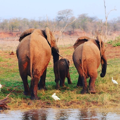 Everyone needs to go to Southern Africa at least once in their lives to experience the majestic elephant while still in existence. If anyone needs assistance and advise on where or when to go please don't hesitate to contact me. These are one of my favorite animals and to see them up close and personal is honestly an experience of a life time.