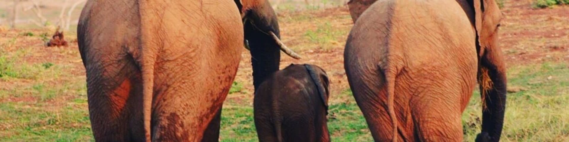 Everyone needs to go to Southern Africa at least once in their lives to experience the majestic elephant while still in existence. If anyone needs assistance and advise on where or when to go please don't hesitate to contact me. These are one of my favorite animals and to see them up close and personal is honestly an experience of a life time.