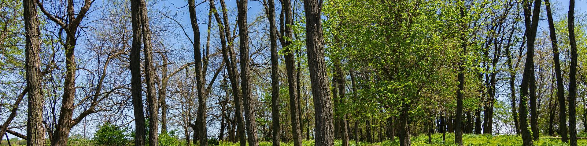 Trail through the woods