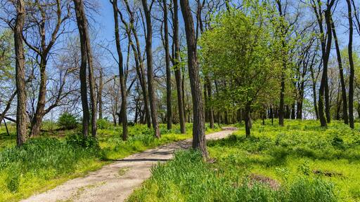 Trail through the woods