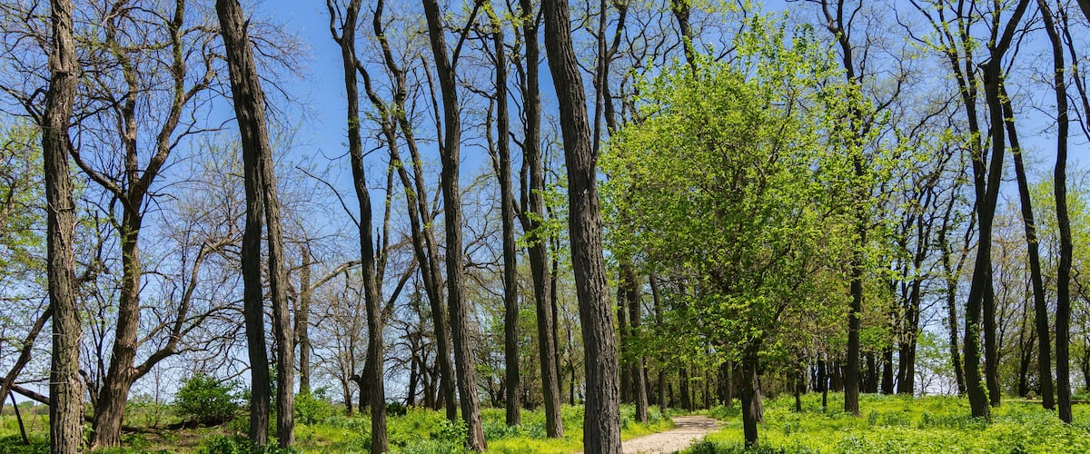 A dirt path winding through a forest with tall trees and green underbrush.