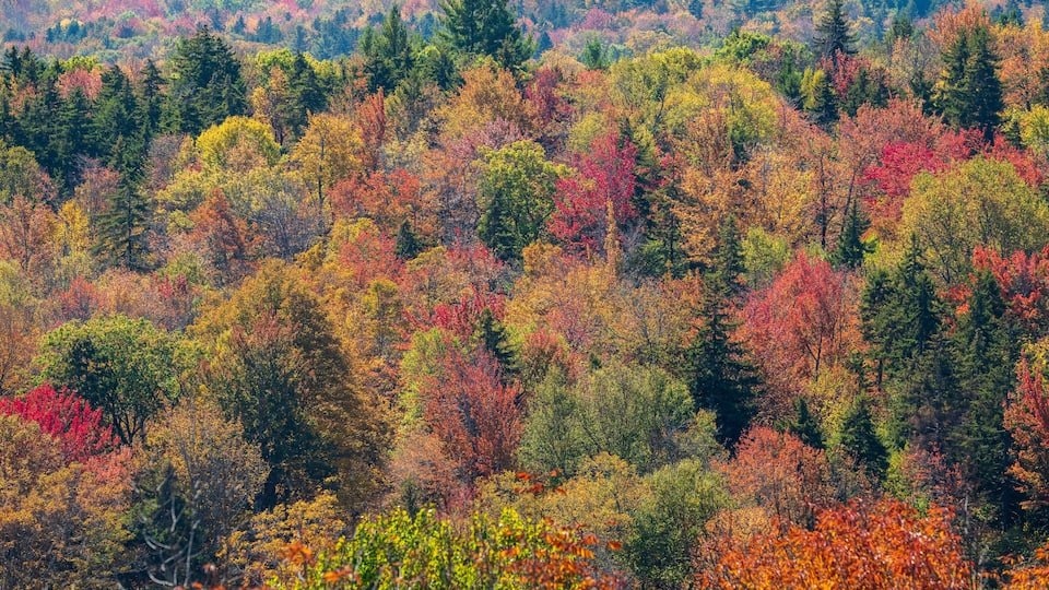 A dense forest with a variety of trees displaying autumn colors.