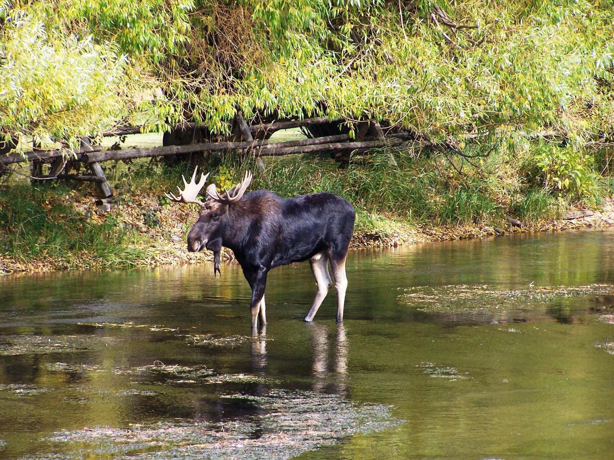 A moose standing in a river with a forested background.
