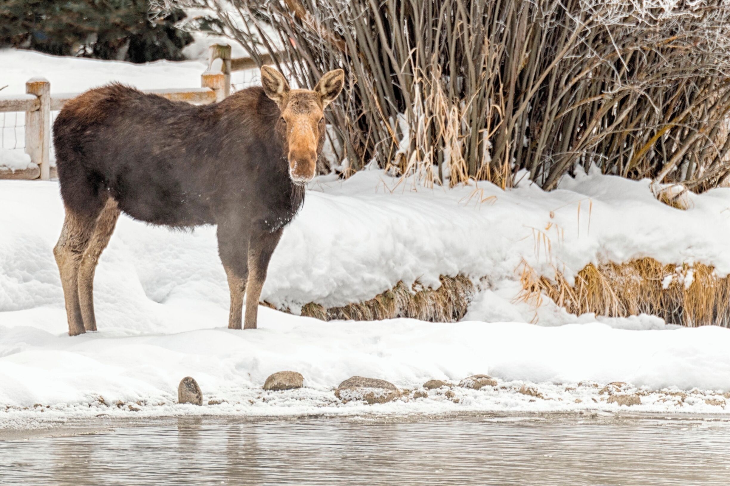 I love to look for moose in and around Jackson. This one was in Wilson right near the creek on a cold winter day.