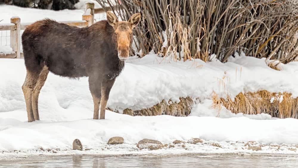 I love to look for moose in and around Jackson. This one was in Wilson right near the creek on a cold winter day.