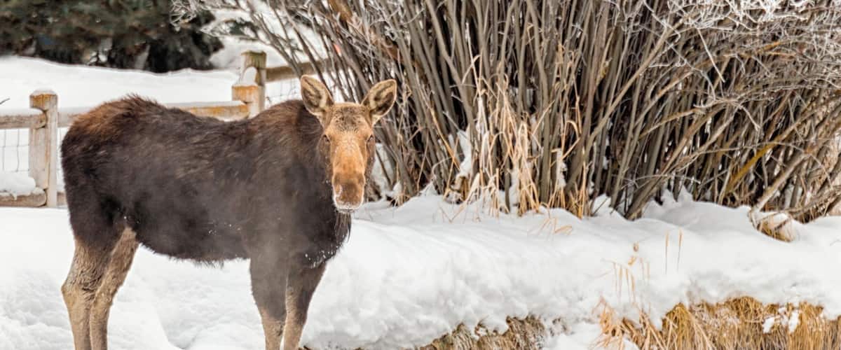 I love to look for moose in and around Jackson. This one was in Wilson right near the creek on a cold winter day.