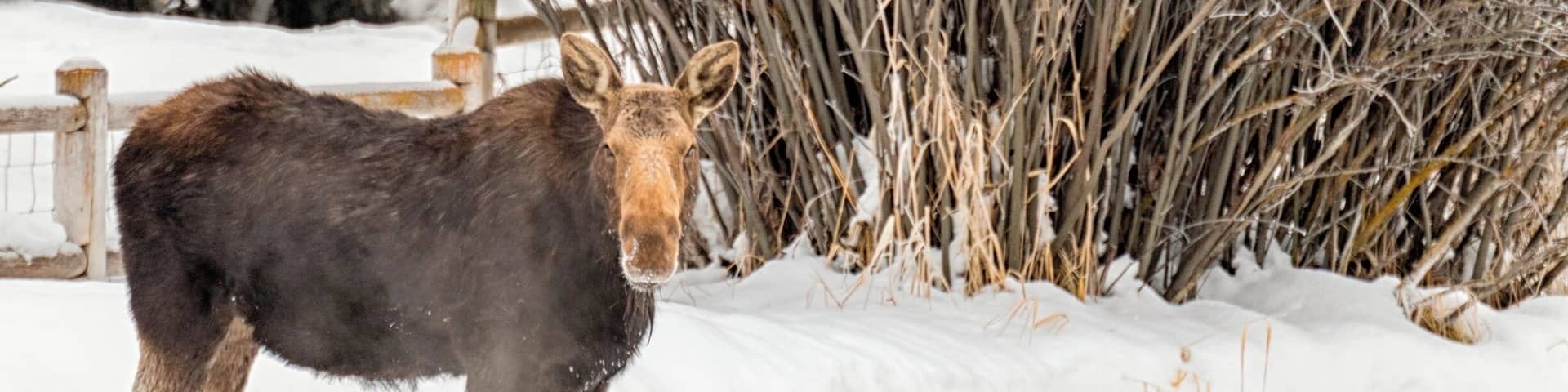 I love to look for moose in and around Jackson. This one was in Wilson right near the creek on a cold winter day.