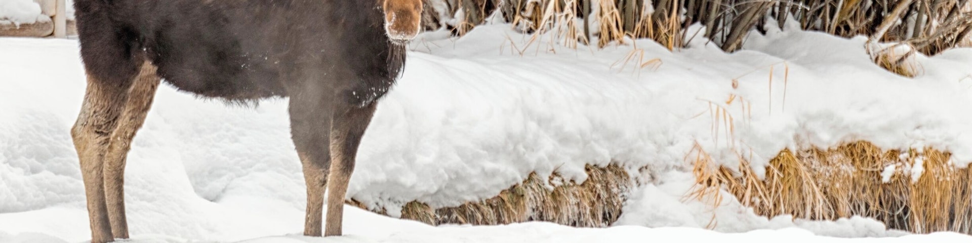 I love to look for moose in and around Jackson. This one was in Wilson right near the creek on a cold winter day.