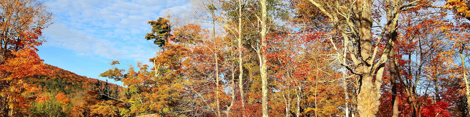 Amazing foliage upstate New York. Morning sunlight spills over the golden foliage. Windham NY is one of the most popular destination for scenic drives, bike trails, foliage and nature lovers.; Shutter