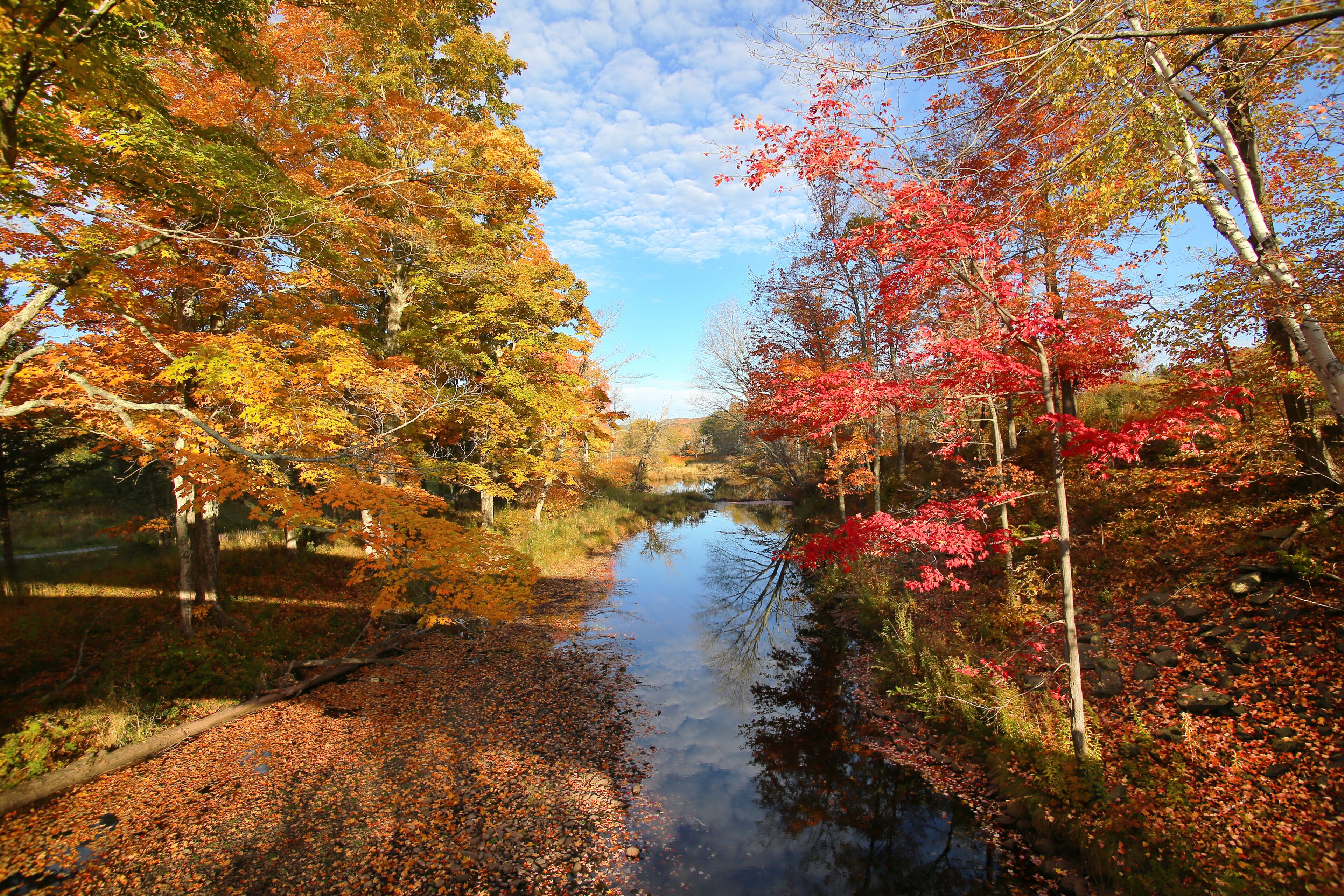 Amazing foliage upstate New York. Morning sunlight spills over the golden foliage. Windham NY is one of the most popular destination for scenic drives, bike trails, foliage and nature lovers.