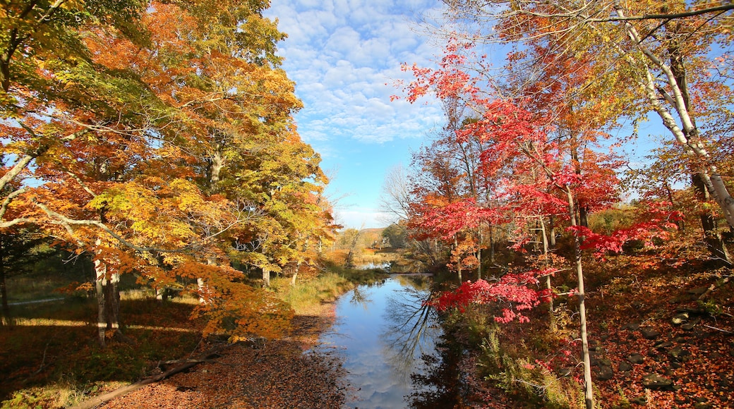 Amazing foliage upstate New York. Morning sunlight spills over the golden foliage. Windham NY is one of the most popular destination for scenic drives, bike trails, foliage and nature lovers.