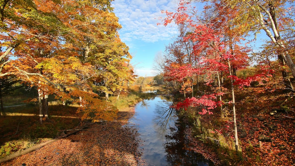 Amazing foliage upstate New York. Morning sunlight spills over the golden foliage. Windham NY is one of the most popular destination for scenic drives, bike trails, foliage and nature lovers.