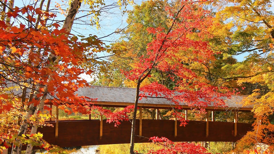 A wooden bridge over a stream surrounded by autumn foliage.