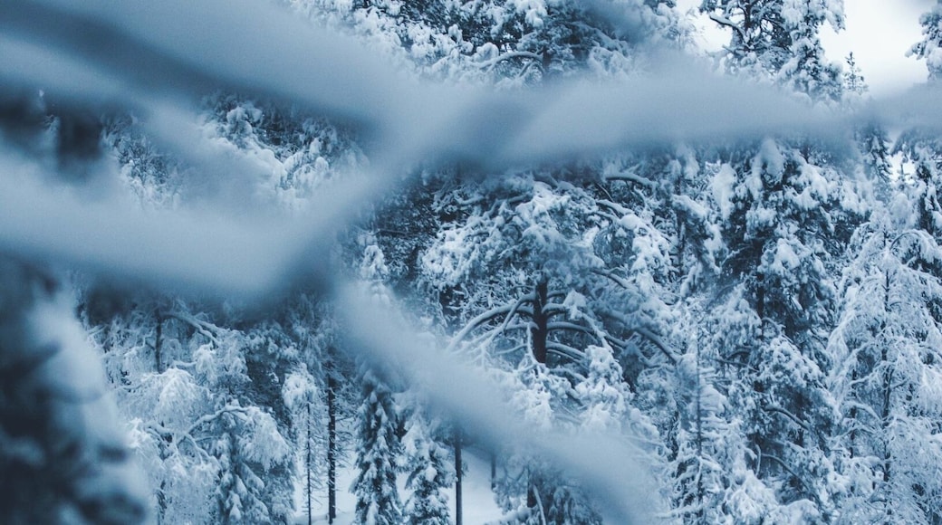 This might be the second most photographed cabin in Finland, Oulanka really is worth a visit In the winter time (as well as in the summer)!
