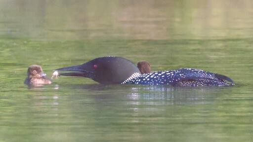 Northern Loon adults and young chicks feeding on Lower Narrows Pond, Winthrop Maine in early summer..