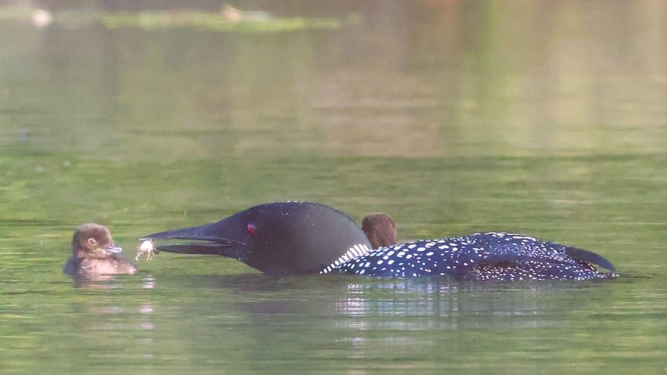 Northern Loon adults and young chicks feeding on Lower Narrows Pond, Winthrop Maine in early summer..