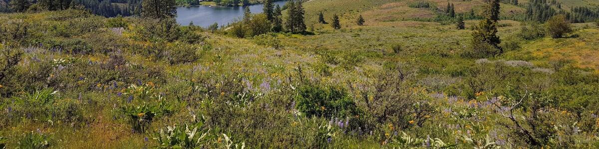 The Patterson Mountain trail in Winthrop, WA, provides stunning views of the Methow Valley and the Sawtooth Range. Go in Spring, and you'll encounter endless wild flowers. One tip - if it's going to be a hot day, save the hike for morning or evening as there is practically no shade along the way. #LifeatExpedia #hike