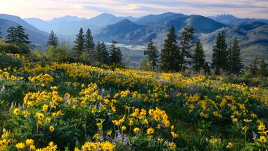 A mountainous landscape with a field of yellow wildflowers and evergreen trees.