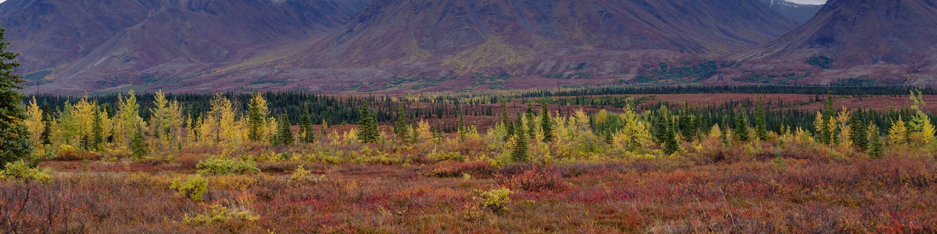 Autumnal Denali National Park Scenery in cloudy day