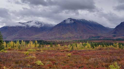 Autumnal Denali National Park Scenery in cloudy day