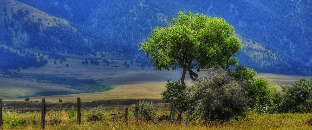 A solitary tree in a grassy field with a mountain in the background.