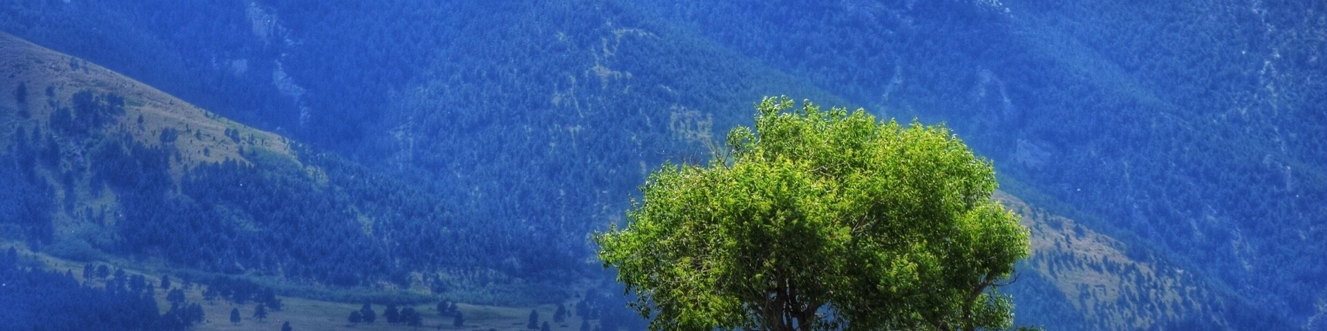 A solitary tree in a grassy field with a mountain in the background.