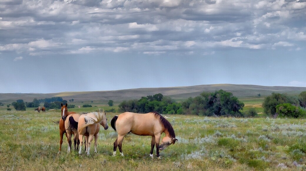 This is near Eatons ranch out Beckton road.