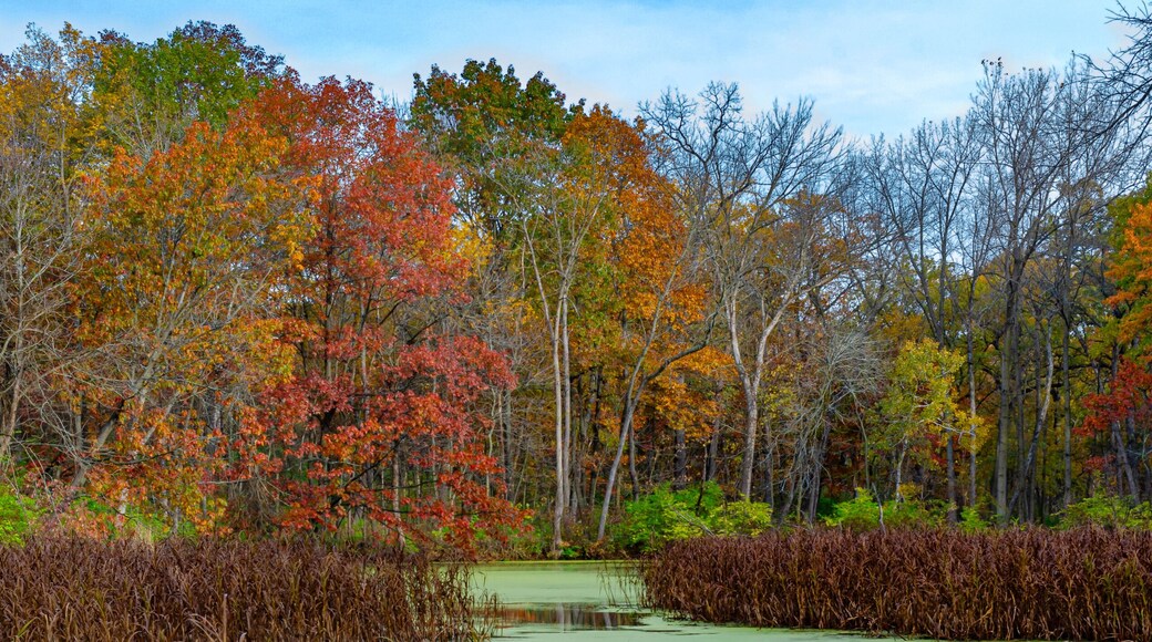 623-24 Duckweed and Shoreline Flora