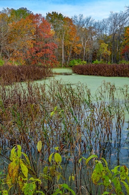 623-24 Duckweed and Shoreline Flora
