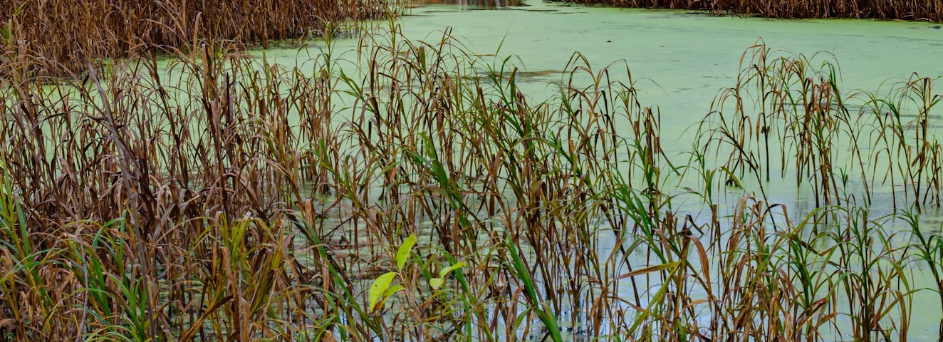 623-24 Duckweed and Shoreline Flora