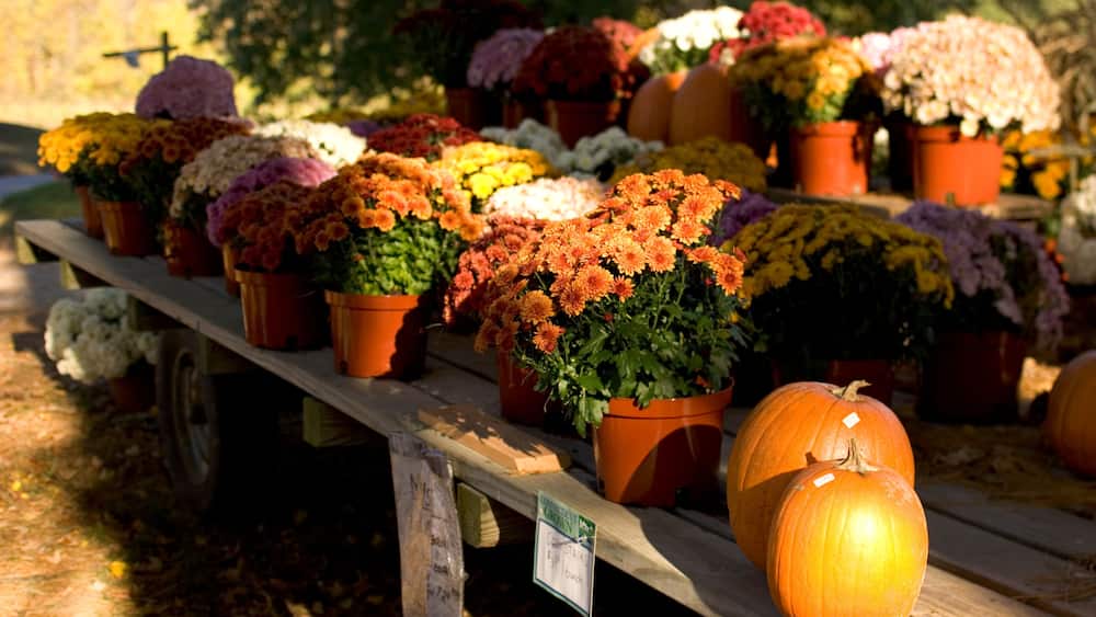 A variety of potted flowers and pumpkins on a wooden table in an outdoor setting.